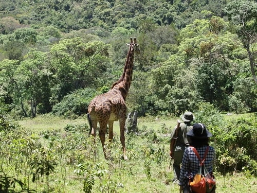 Un safari 100 % à pied en Afrique, possible ?