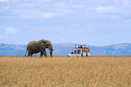 Le safari en famille, un vrai choix de vacances